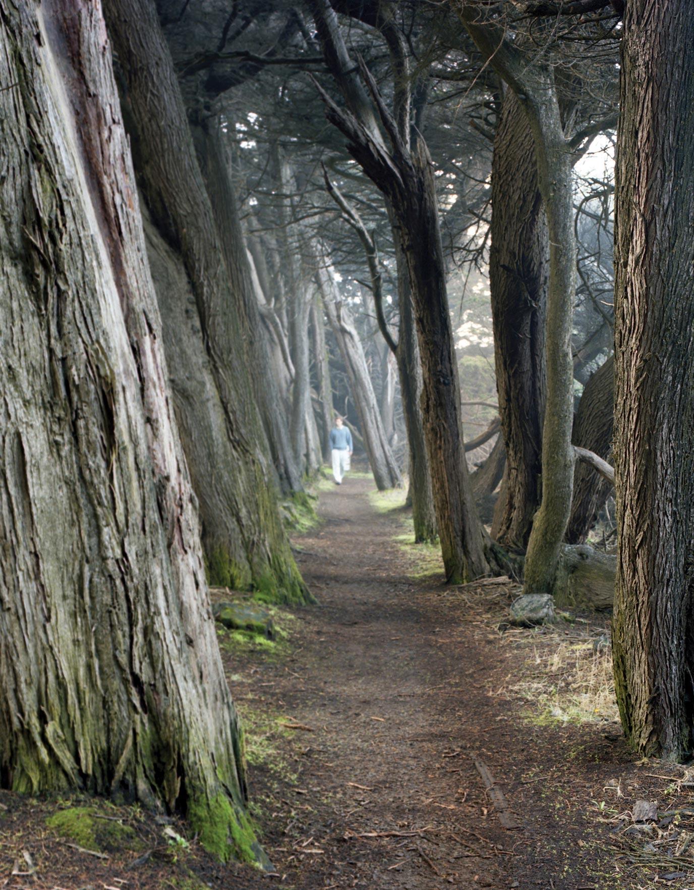 View walking path through misty Cypress forest, photographed for Ideas of Order Magazine 
