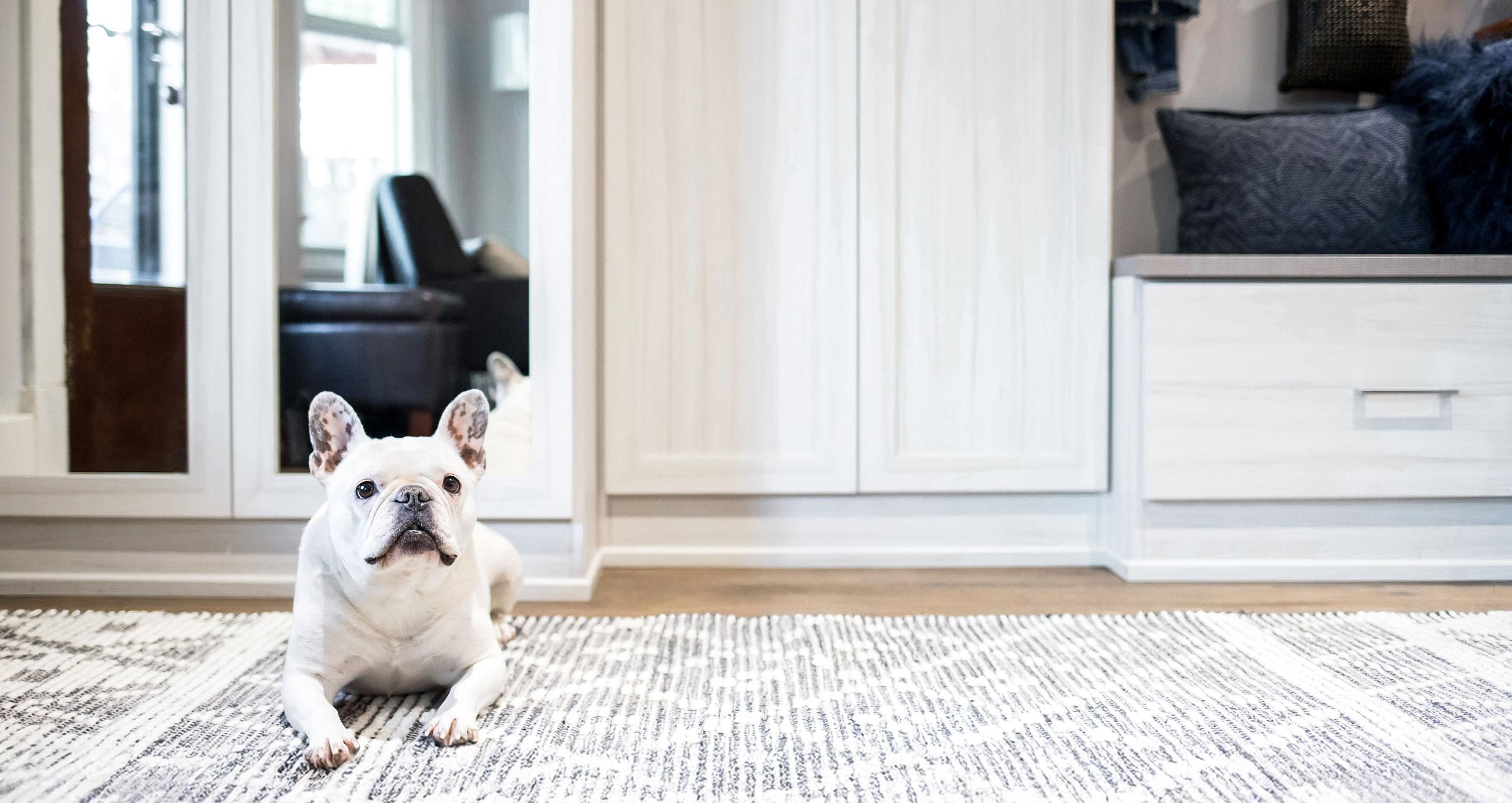 The family dog rests comfortably in a walk in closet designed with bench and mirrored doors from California Closets